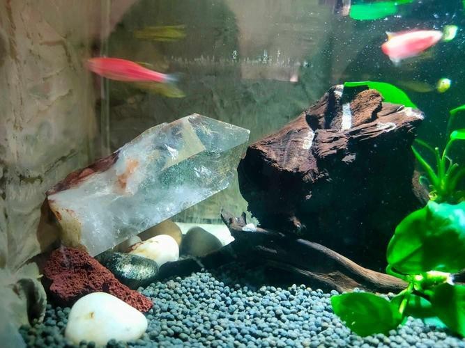 100種魚缸圖片【6種絕美魚缸造景全攻略】