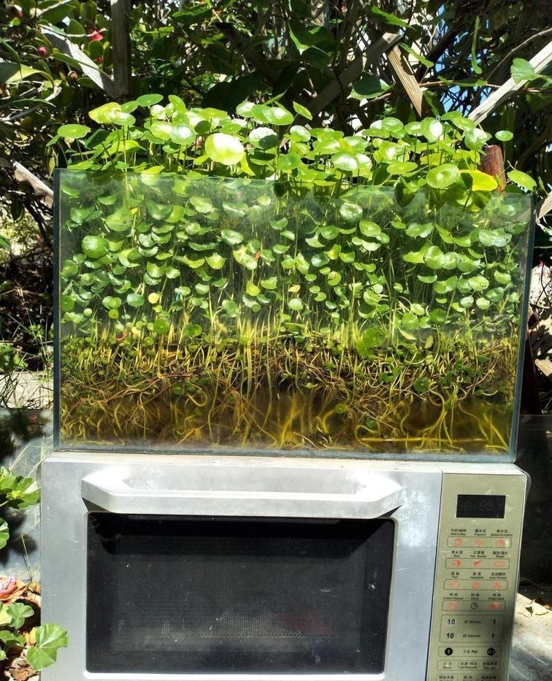 100種魚缸圖片【6種絕美魚缸造景全攻略】