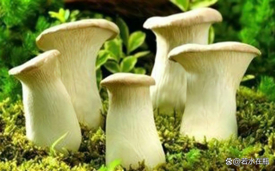 蘑菇在佛教暗示啥意思【蘑菇在佛教文化中具有多重的象征意義】 龍魚百科 第1張 蘑菇在佛教暗示啥意思【蘑菇在佛教文化中具有多重的象征意義】 蘑菇在佛教暗示啥意思【蘑菇在佛教文化中具有多重的象征意義】 龍魚百科 第1張