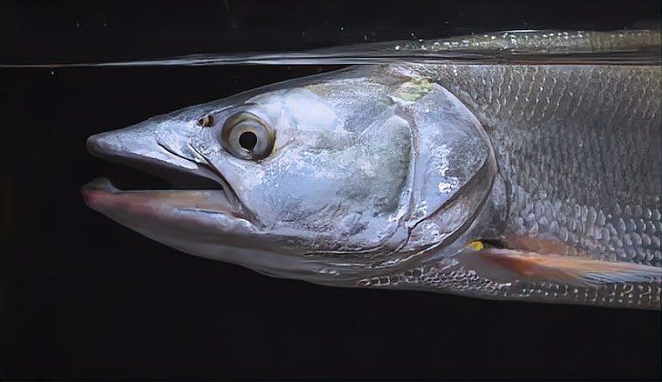 綠老虎是什么魚【綠老虎是虎皮魚嗎】