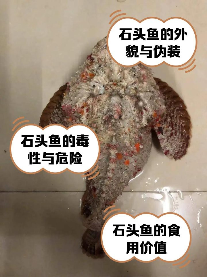 石頭魚為何要盡量少吃【關(guān)于石頭魚的一些問題】