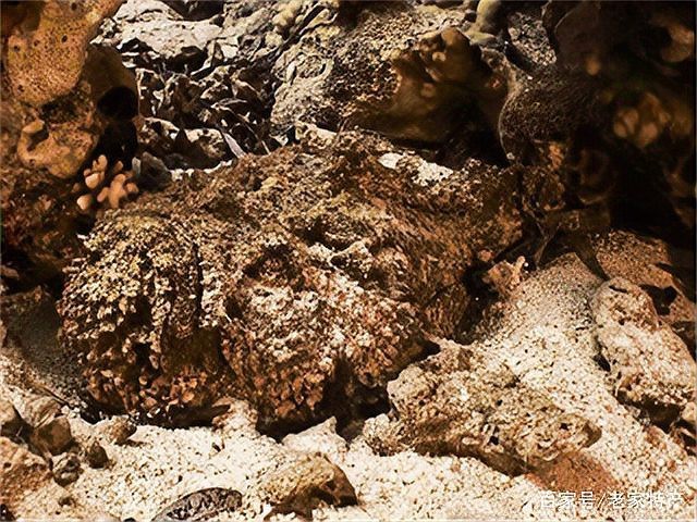 石頭魚為何要盡量少吃【關(guān)于石頭魚的一些問題】