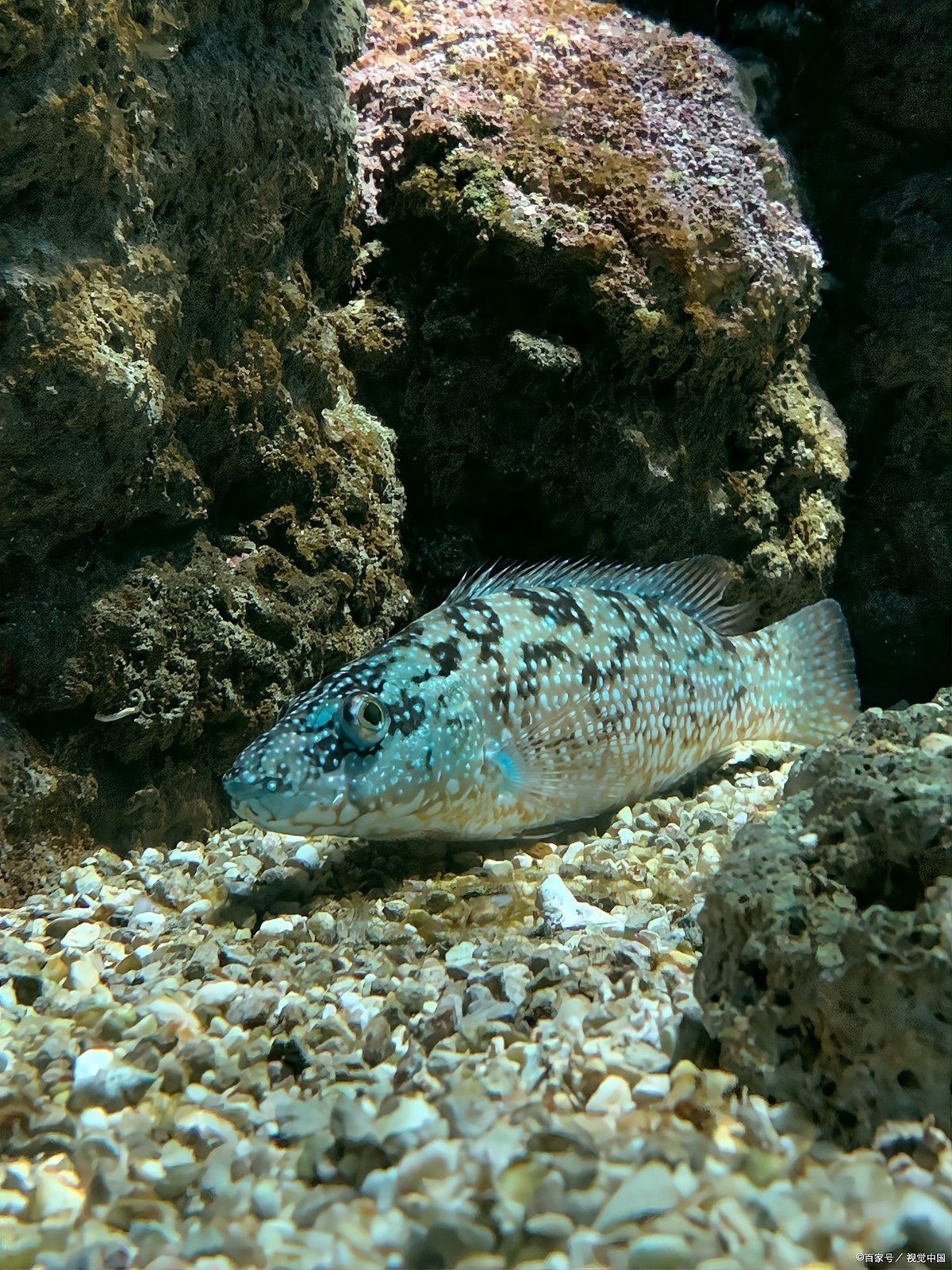 石頭魚為何要盡量少吃【關(guān)于石頭魚的一些問題】
