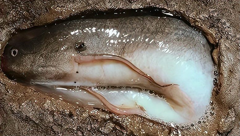 肺魚滅絕了嗎【地球上最古老的脊椎動物之一，非洲肺魚的生存能力在非洲】 肺魚滅絕了嗎【地球上最古老的脊椎動物之一，非洲肺魚的生存能力在非洲】 龍魚論壇 第3張