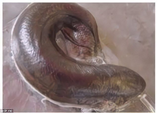 肺魚滅絕了嗎【地球上最古老的脊椎動物之一，非洲肺魚的生存能力在非洲】 肺魚滅絕了嗎【地球上最古老的脊椎動物之一，非洲肺魚的生存能力在非洲】 龍魚論壇 第2張