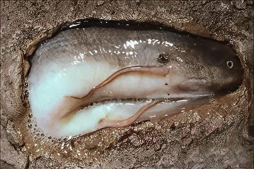 肺魚滅絕了嗎【地球上最古老的脊椎動物之一，非洲肺魚的生存能力在非洲】 肺魚滅絕了嗎【地球上最古老的脊椎動物之一，非洲肺魚的生存能力在非洲】 龍魚論壇 第6張