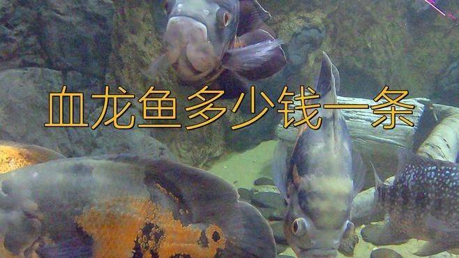 血紅龍魚大概多少錢一條【血紅龍魚多少錢一條星熒漫記02:02紅龍價格一覽表】