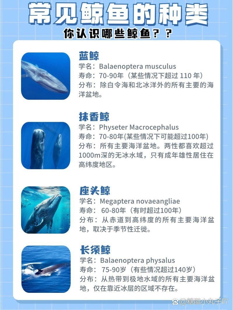 鯨魚的所有種類 鯨魚的所有種類 龍魚百科 第9張