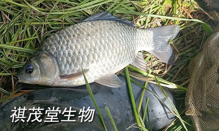 魚爛鰓是什么原因引起的【魚爛鰓是什么原因引起的魚爛鰓是什么原因引起的】