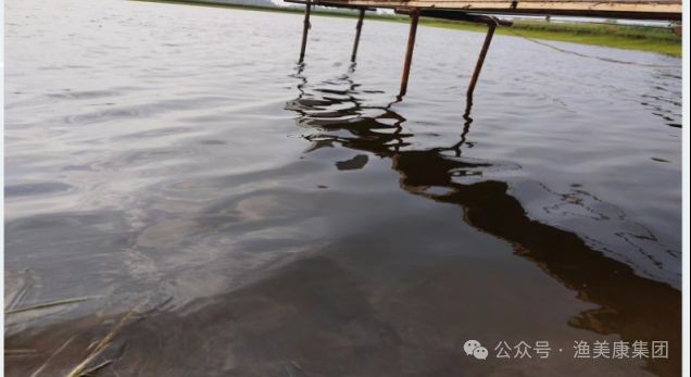 魚(yú)爛鰓是什么原因引起的【魚(yú)爛鰓是什么原因引起的魚(yú)爛鰓是什么原因引起的】