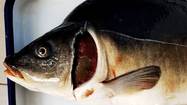 魚(yú)爛鰓是什么原因引起的【魚(yú)爛鰓是什么原因引起的魚(yú)爛鰓是什么原因引起的】