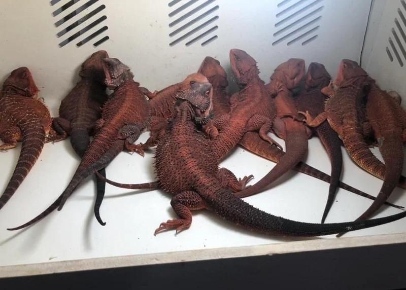 紅頭獅最建議買的三個顏色【紅頭獅的價格范圍是多少】