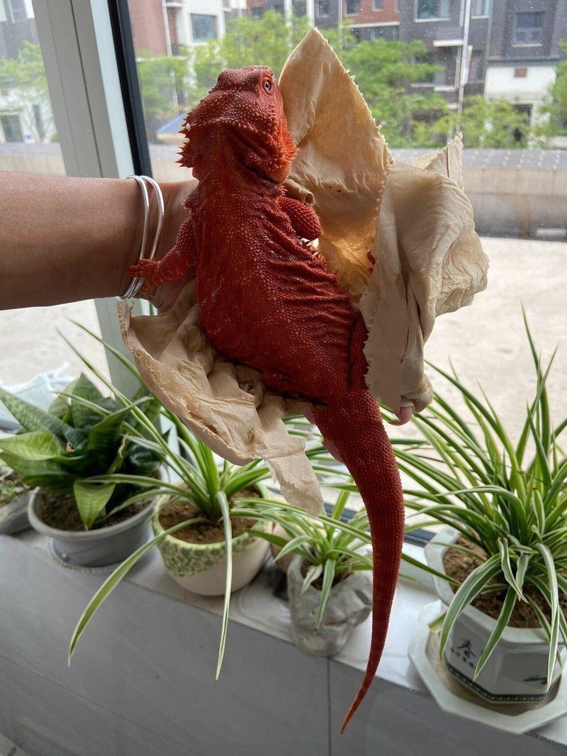 紅頭獅最建議買的三個顏色【紅頭獅的價格范圍是多少】