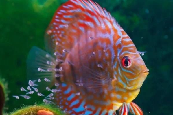 龍魚炸鱗恢復后需要換水嗎？【魏pay醬旅行記,龍魚炸鱗治療全攻略】