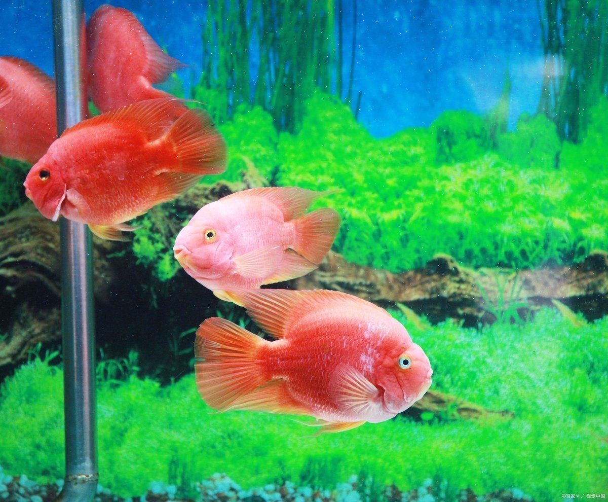 龍魚炸鱗恢復后需要換水嗎？【魏pay醬旅行記,龍魚炸鱗治療全攻略】