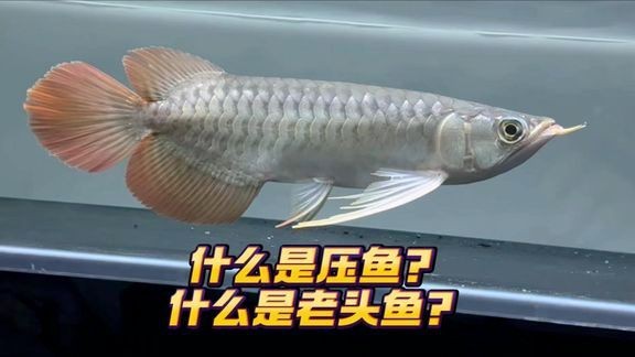 西豐龍魚店【攜程旅行郭晟的龍魚店在哪里如何聯系郭晟的龍魚養殖場】
