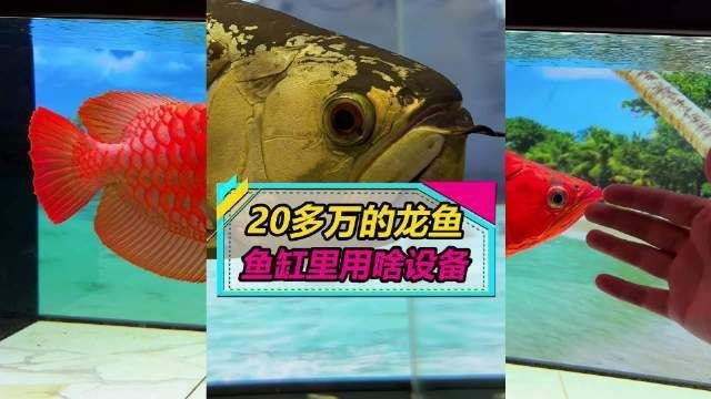 龍魚缸需要哪些特殊設備？【龍魚缸特殊設備配置需根據龍魚品種、魚缸尺寸及水質管理需求綜合選擇】