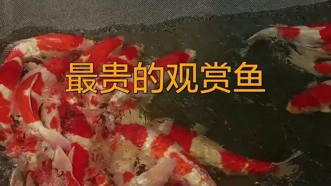 中國最貴的10種觀賞魚【揭秘中國天價魚王,你見過嗎】