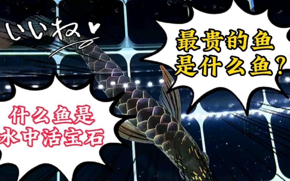 中國最貴的10種觀賞魚【揭秘中國天價魚王,你見過嗎】
