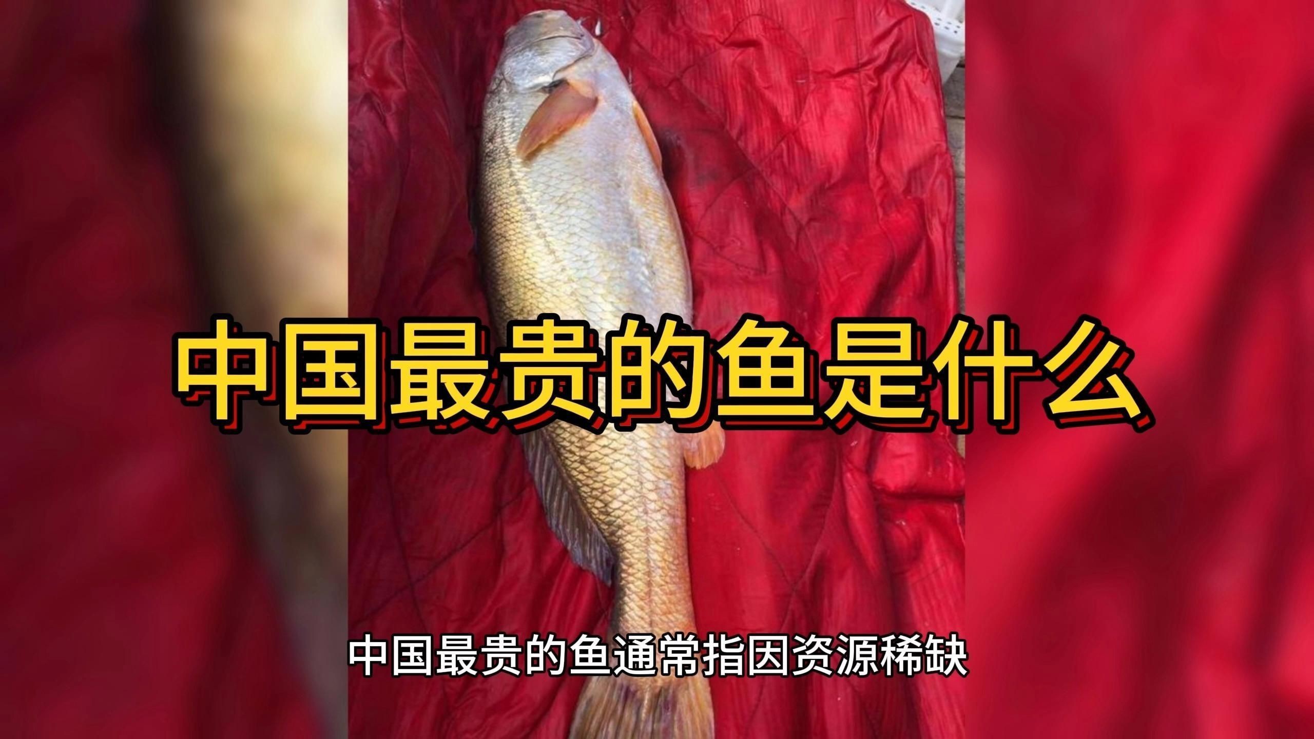 中國最貴的10種觀賞魚【揭秘中國天價魚王,你見過嗎】