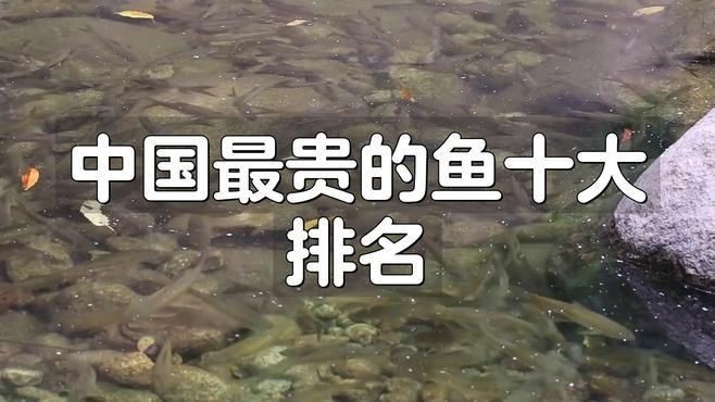 中國最貴的10種觀賞魚【揭秘中國天價魚王,你見過嗎】
