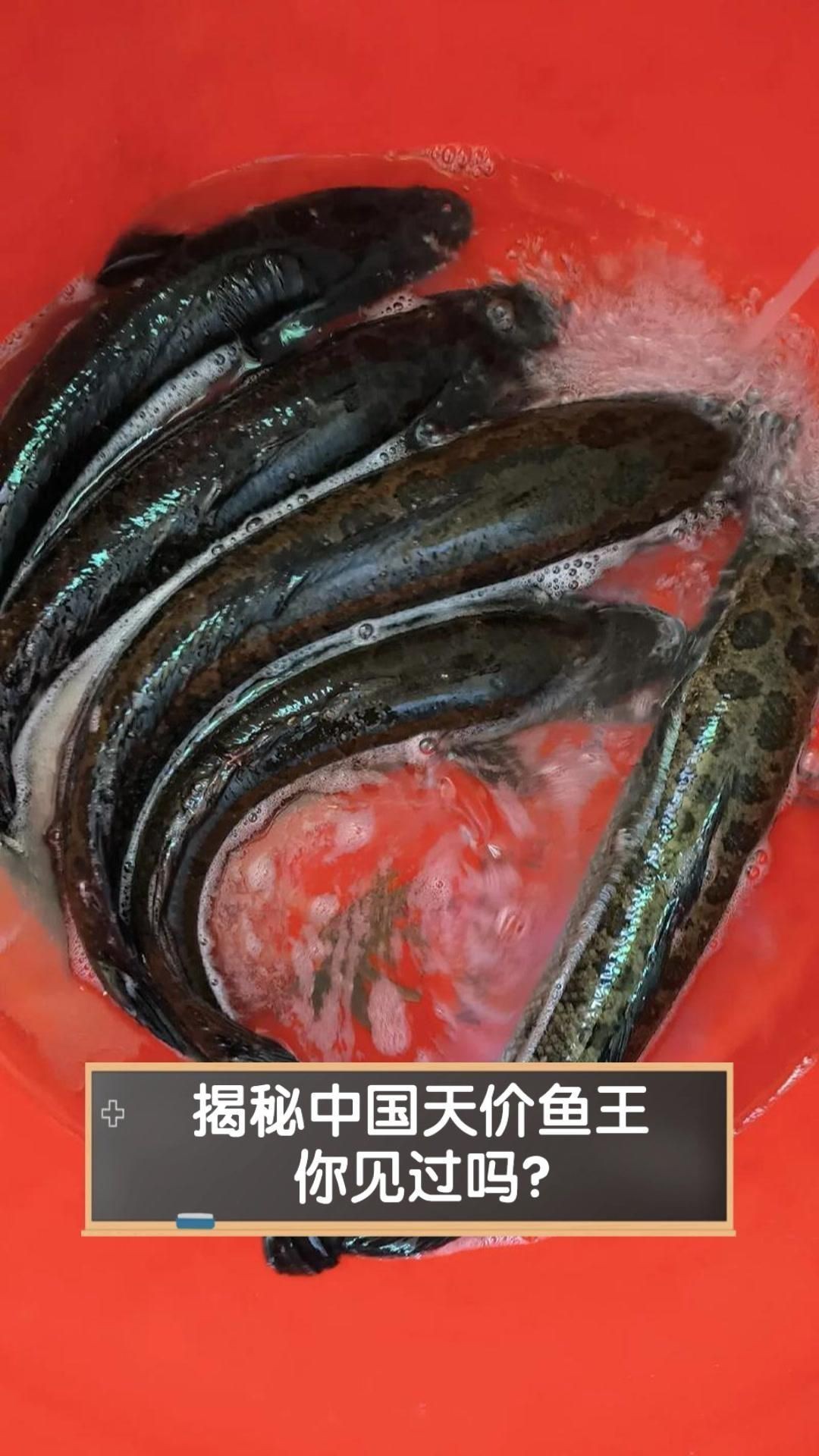 中國最貴的10種觀賞魚【揭秘中國天價魚王,你見過嗎】