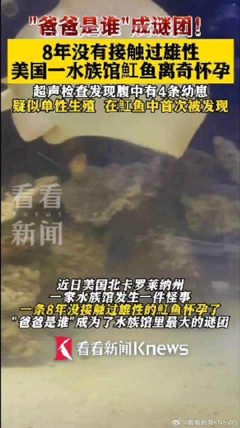 魟魚懷孕最明顯癥狀【如何判斷魟魚是否懷孕】 魟魚懷孕最明顯癥狀【如何判斷魟魚是否懷孕】 龍魚論壇 第6張