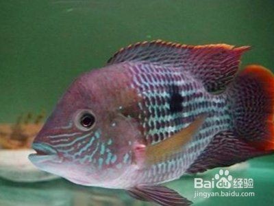 皇冠魚最愛吃的三種東西【皇冠魚最愛吃的三種食物及其科學喂養指南】
