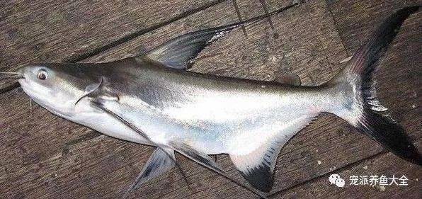 淡水白鯊魚圖片【“淡水大白鯊”稱霸非洲剛果河，體長超1.8米】 淡水白鯊魚圖片【“淡水大白鯊”稱霸非洲剛果河，體長超1.8米】 龍魚論壇 第5張