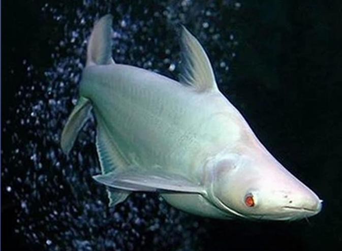 淡水白鯊魚圖片【“淡水大白鯊”稱霸非洲剛果河，體長超1.8米】 淡水白鯊魚圖片【“淡水大白鯊”稱霸非洲剛果河，體長超1.8米】 龍魚論壇 第1張