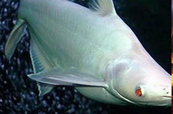 淡水白鯊魚圖片【“淡水大白鯊”稱霸非洲剛果河，體長超1.8米】 淡水白鯊魚圖片【“淡水大白鯊”稱霸非洲剛果河，體長超1.8米】 龍魚論壇 第4張