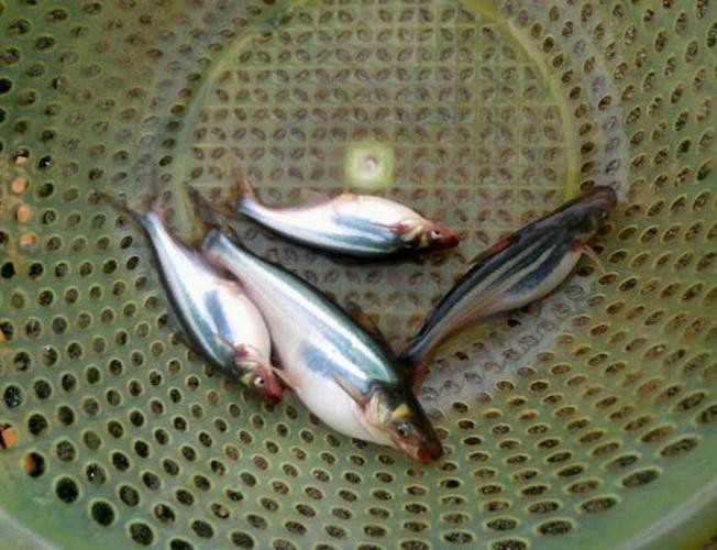 淡水白鯊魚圖片【“淡水大白鯊”稱霸非洲剛果河，體長超1.8米】 淡水白鯊魚圖片【“淡水大白鯊”稱霸非洲剛果河，體長超1.8米】 龍魚論壇 第8張