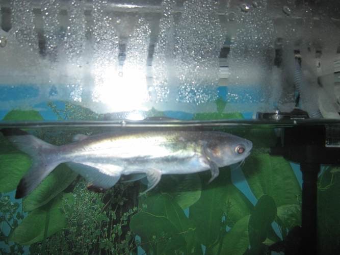 淡水白鯊魚圖片【“淡水大白鯊”稱霸非洲剛果河，體長超1.8米】 淡水白鯊魚圖片【“淡水大白鯊”稱霸非洲剛果河，體長超1.8米】 龍魚論壇 第7張