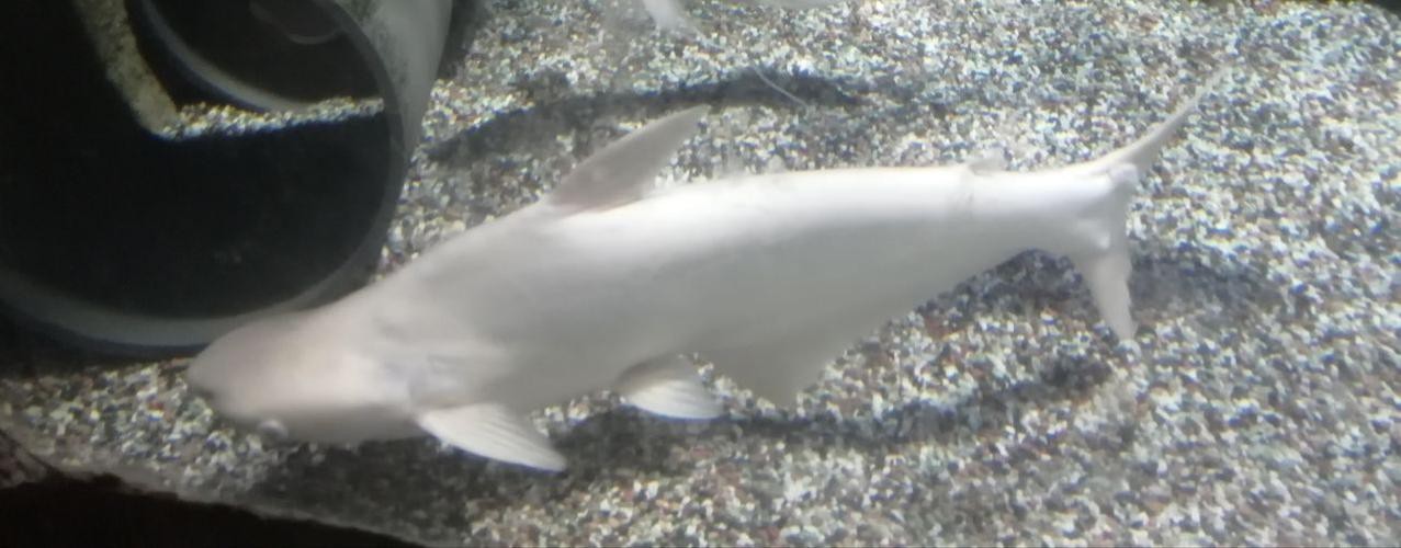 淡水白鯊魚圖片【“淡水大白鯊”稱霸非洲剛果河，體長超1.8米】 淡水白鯊魚圖片【“淡水大白鯊”稱霸非洲剛果河，體長超1.8米】 龍魚論壇 第10張