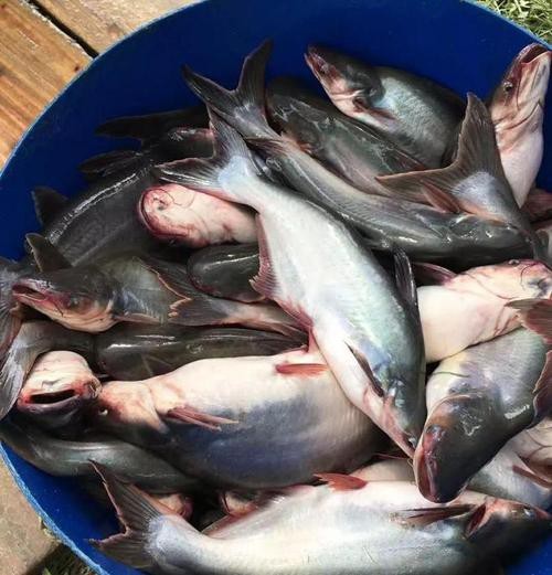 淡水白鯊魚圖片【“淡水大白鯊”稱霸非洲剛果河，體長超1.8米】 淡水白鯊魚圖片【“淡水大白鯊”稱霸非洲剛果河，體長超1.8米】 龍魚論壇 第11張
