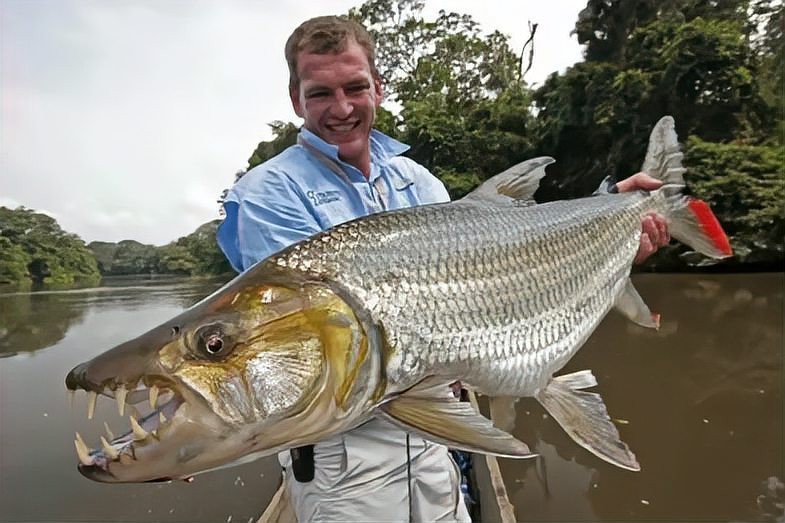 淡水白鯊魚圖片【“淡水大白鯊”稱霸非洲剛果河，體長超1.8米】 淡水白鯊魚圖片【“淡水大白鯊”稱霸非洲剛果河，體長超1.8米】 龍魚論壇 第17張