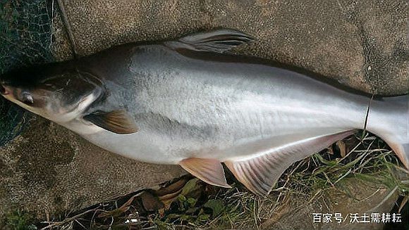 淡水白鯊魚圖片【“淡水大白鯊”稱霸非洲剛果河，體長超1.8米】 淡水白鯊魚圖片【“淡水大白鯊”稱霸非洲剛果河，體長超1.8米】 龍魚論壇 第16張