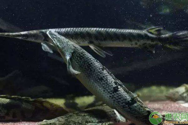 淡水白鯊魚圖片【“淡水大白鯊”稱霸非洲剛果河，體長超1.8米】 淡水白鯊魚圖片【“淡水大白鯊”稱霸非洲剛果河，體長超1.8米】 龍魚論壇 第15張