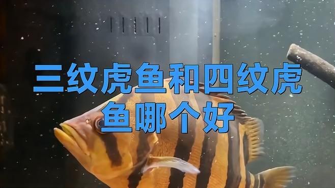 虎魚(yú)三紋和四紋哪個(gè)更值得購(gòu)買(mǎi)【印尼三紋虎魚(yú)和印尼虎魚(yú)哪個(gè)好，三紋虎魚(yú)和印尼虎魚(yú)哪個(gè)好】