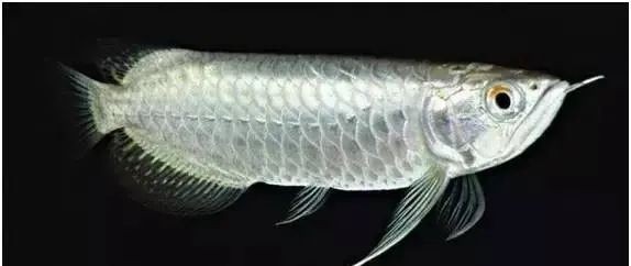 藍底龍魚有哪些著名的品種？【養熱帶魚古典藍底龍魚的分享】