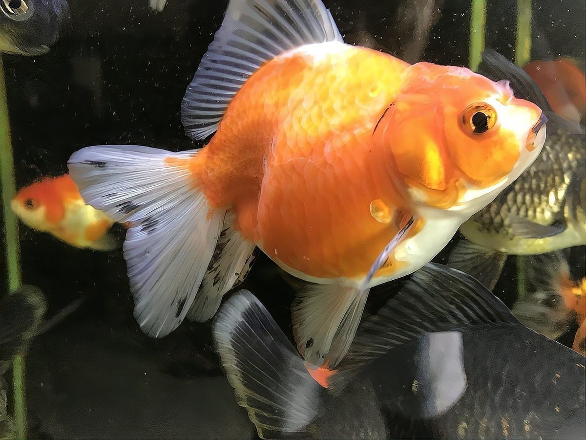 蝴蝶鯉多大就不跳缸了【蝴蝶鯉能長多大】