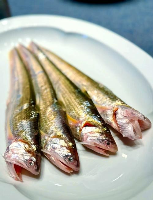 刀魚圖片大全【刀魚圖文解析】