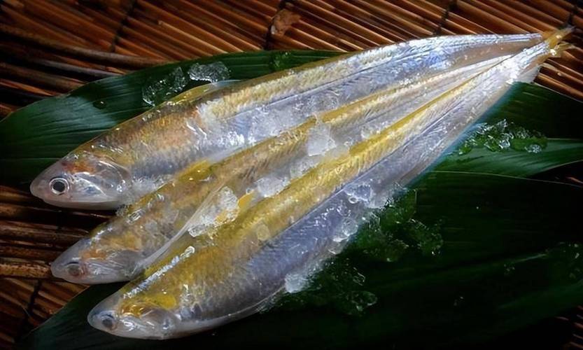 刀魚圖片大全【刀魚圖文解析】