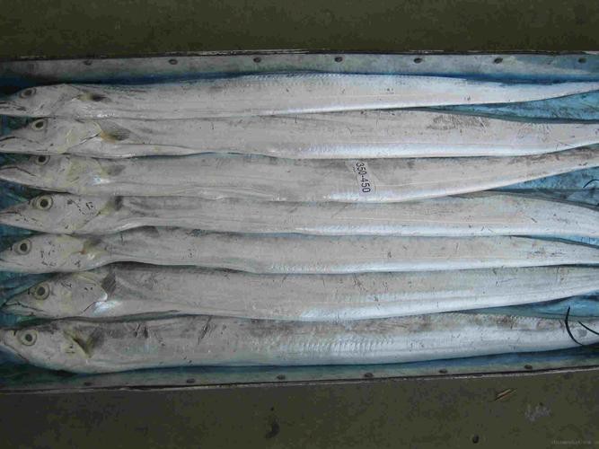 刀魚圖片大全【刀魚圖文解析】