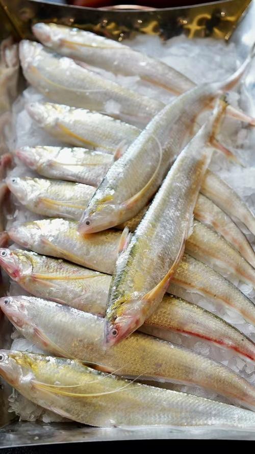 刀魚圖片大全【刀魚圖文解析】