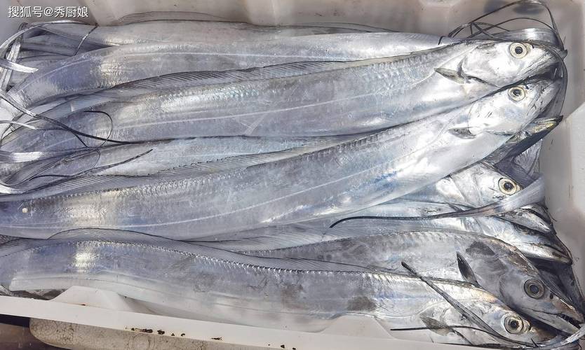 刀魚圖片大全【刀魚圖文解析】