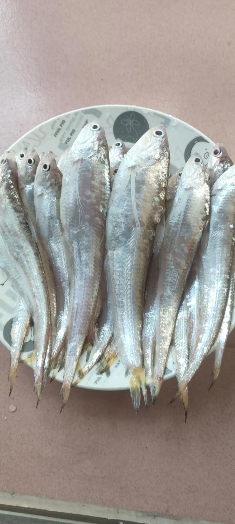 刀魚圖片大全【刀魚圖文解析】