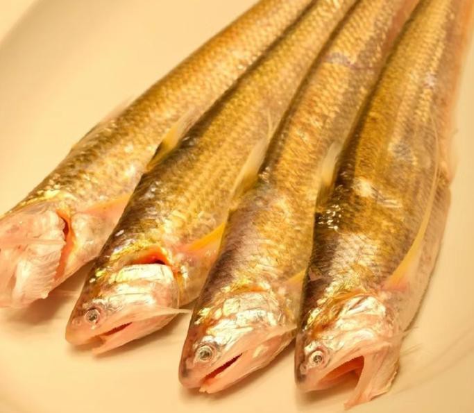 刀魚圖片大全【刀魚圖文解析】
