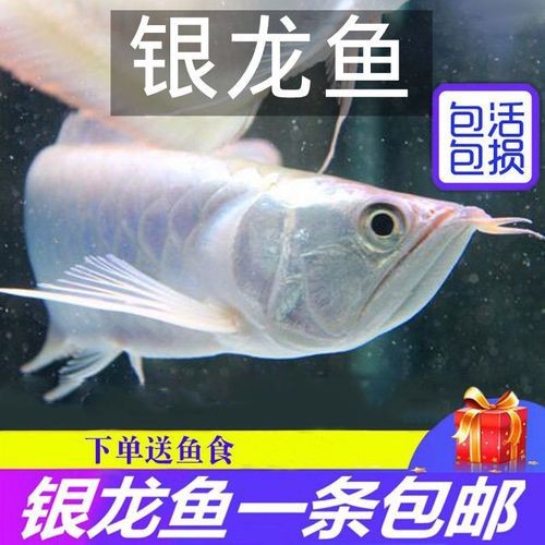 能提供幾張高清的銀龍魚幼苗圖片嗎？【銀龍魚幼苗可以查看嗎？】