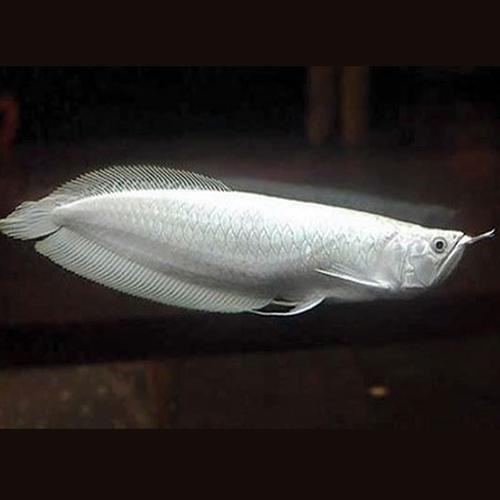 能提供幾張高清的銀龍魚幼苗圖片嗎？【銀龍魚幼苗可以查看嗎？】